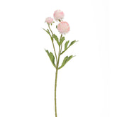 Aconitum Creme Flowers